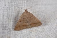 Zanclognatha lunalis