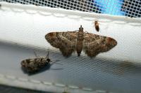 Gymnoscelis rufifasciata