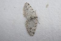 Aethalura punctulata
