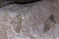 Triphosa sabaudiata
