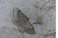 Triphosa sabaudiata