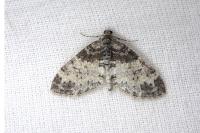 Lobophora halterata