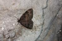 Triphosa dubitata