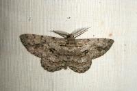 Hypomecis roboraria
