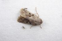 Orthosia gothica