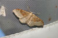 Idaea degeneraria