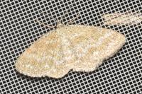 Scopula immorata