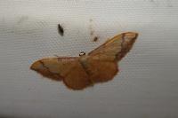 Idaea ostrinaria