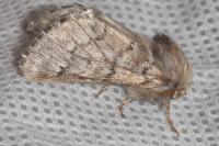 Thaumetopoea pityocampa
