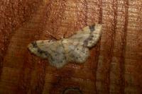 Idaea trigeminata