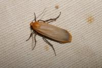 Katha depressa