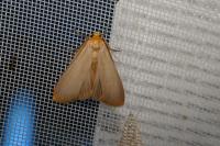 Katha depressa