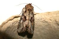 Lacanobia w-latinum