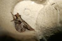 Lacanobia w-latinum