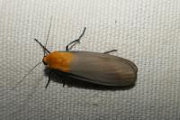 Lithosia quadra