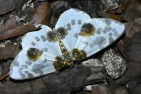 Abraxas sylvata
