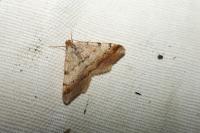 Macaria liturata