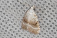 Meganola albula