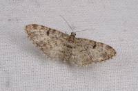 Eupithecia tantillaria
