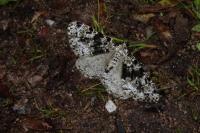 Fagivorina arenaria