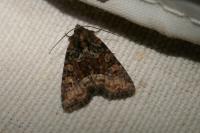 Oligia strigilis/versicolor