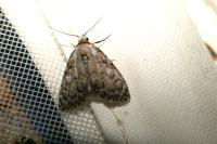 Meganola strigula