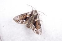 Hyppa rectilinea