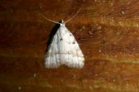 Meganola albula