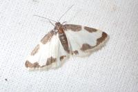 Lomaspilis marginata