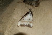 Nola infantula