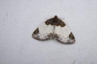 Mesoleuca albicillata