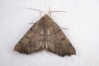Odontopera bidentata