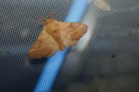Malacosoma neustria