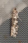 Dioryctria