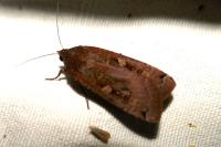 Noctua pronuba