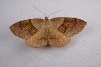 Plagodis pulveraria