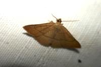 Paracolax tristalis