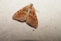 Pennithera firmata tavoilloti