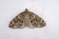 Thera britannica/variata