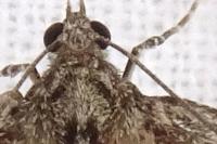 Thera britannica/variata