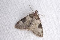 Thera vetustata
