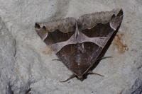 Dysgonia algira