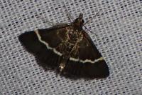 Pyrausta cingulata