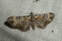 Eupithecia linariata/pulchellata/pyreneata