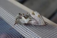 Euchalcia variabilis