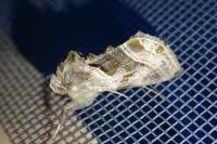 Euchalcia variabilis