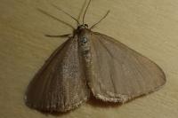 Minoa murinata