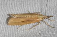 Agriphila tristella
