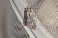 Acronicta psi/tridens