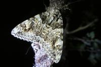 Catocala promissa